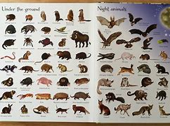 Image result for Usborne 1,000 Animals