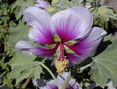 Image result for Lavatera maritima