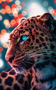 Image result for Cheetah Galaxy Quotes Wallpaper