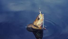 Image result for Fish On a Hook Struggling Picture