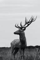 Image result for Black and White Stag Photography