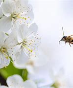 Image result for Pollination of Apple Trees