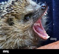 Image result for Hedgehog Teeth