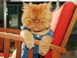 Image result for Funny Angry Animals