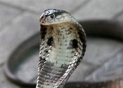 Image result for Monocled Cobra