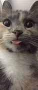 Image result for Kitten Cute Funny Cats