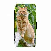 Image result for Coon Cat Samsung