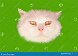 Image result for White Fluffy Cat Meme