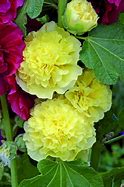 Image result for Alcea rosea majorette yellow
