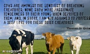 Image result for Dairy Cow Quotes