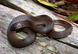 Image result for Savages Earth Snake