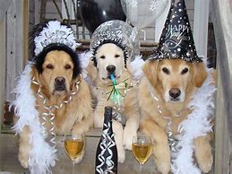 Image result for Dog New Year's Eve