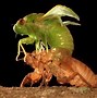 Image result for Big Cicada