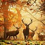Image result for Full HD Nature Pic