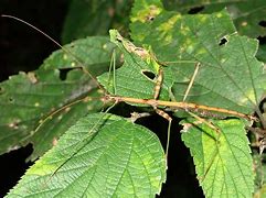 Image result for Long Stick Insect