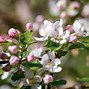Image result for Malus domestica Notarisappel