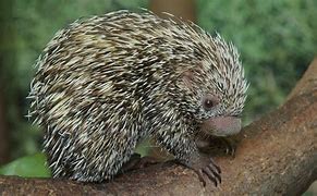 Image result for Porcupine Animal