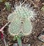 Image result for Opuntia polyacantha