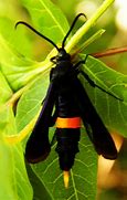 Image result for "peachtree-borer"