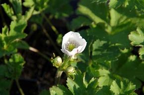 Image result for Anemone leveillei