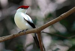 Image result for Brazilian Rainforest Birds