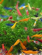 Image result for Miniature Shrimp Aquarium