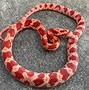 Image result for Stripe Corn Snake