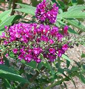 Image result for Butterfly Bushes
