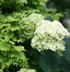 Image result for Hydrangea arborescens Lime Rickey