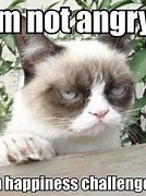 Image result for Grumpy Cat Meme Angry