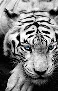 Image result for Tiger iPhone Wallpaper