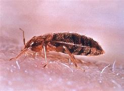 Image result for bedbugs