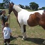 Image result for Painted Horse Running