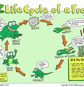 Image result for Frog Life Cycle Book