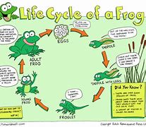 Image result for Frog Science Life Cycle