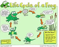 Image result for Frog Life Cycle Small World