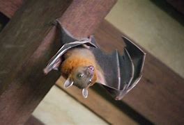 Image result for Fruit Bat Dog