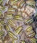 Image result for Small Isopod