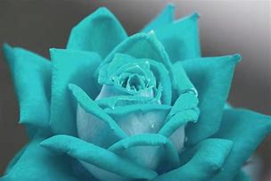 Image result for Teal Rose Background