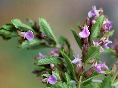 Image result for Teucrium chamaedrys