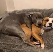 Image result for What Is a Blue Nose Pitbull