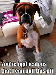 Image result for Funny Boxer Dog Memes