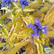 Image result for Caryopteris x clandonensis Good As Gold