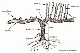 Image result for Name Parts of a Grapevine