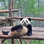 Image result for Great Panda
