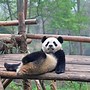 Image result for Panda From China