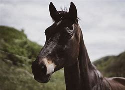 Image result for Black Horse Photography