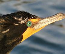 Image result for Birds with Weird Eyes