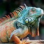 Image result for Photos of Lizards