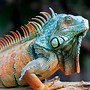 Image result for Lizard Animal